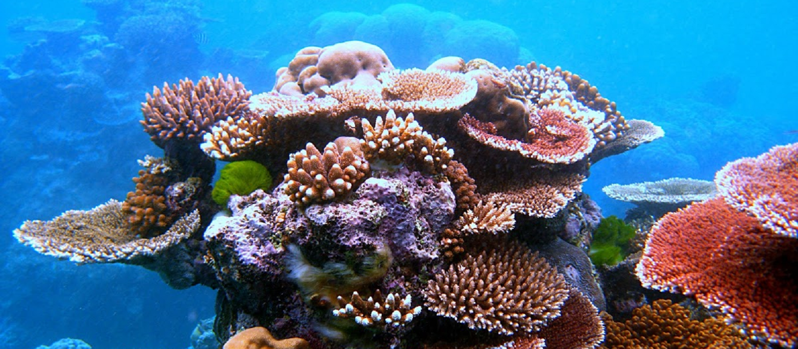 coral-ecosystem