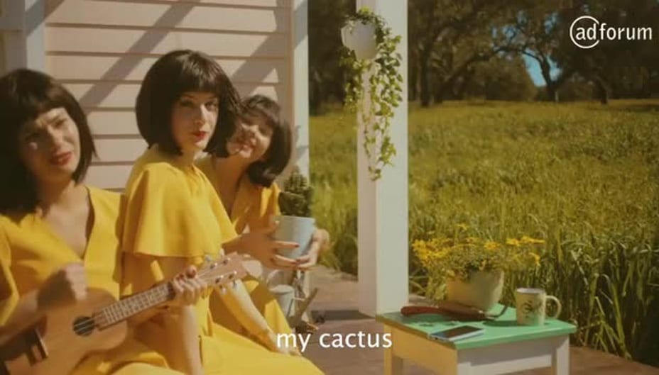 my-cactus