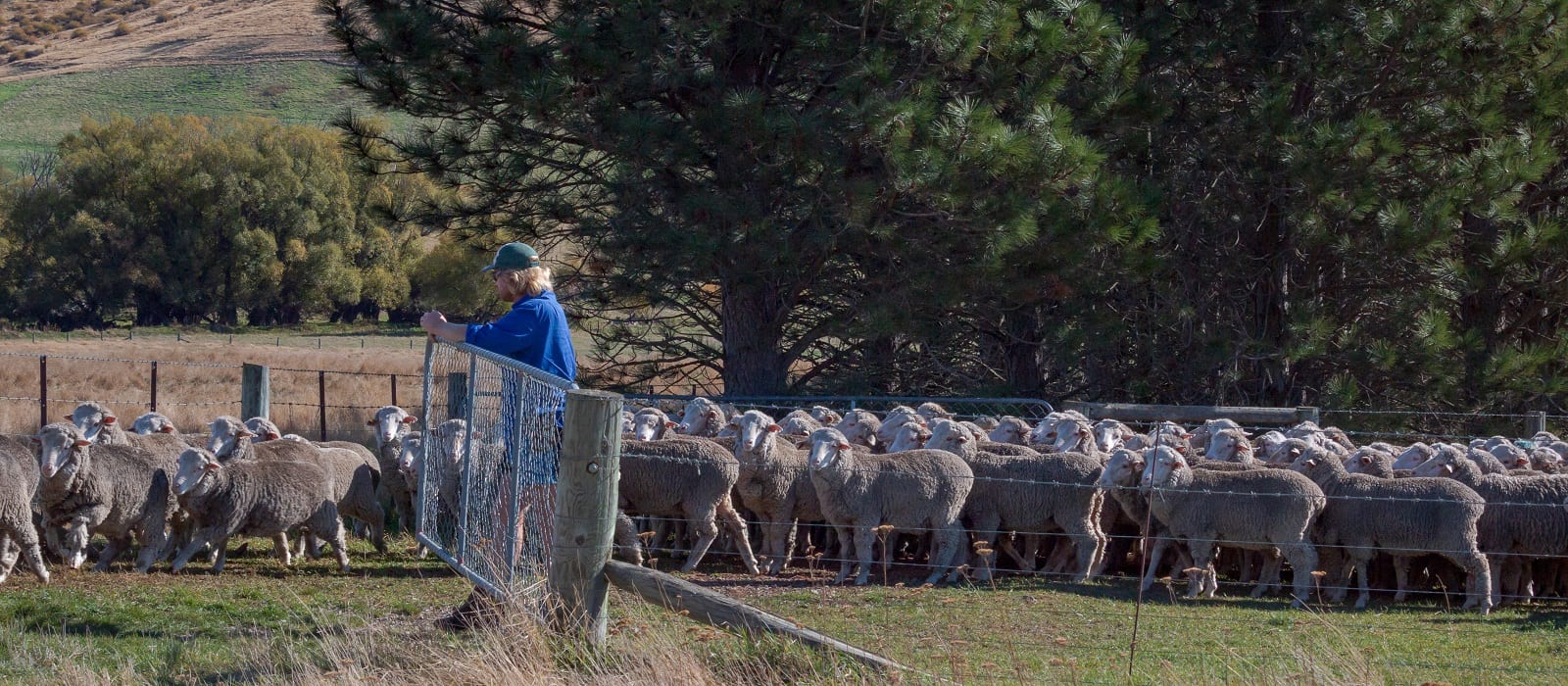 New Zealand south island sheep farmer