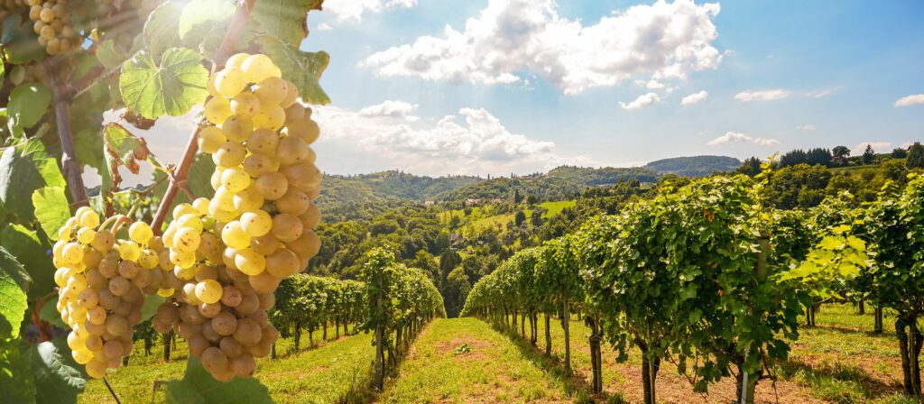 Close-up of a bunch of ripe grapes on the vine, with rows of grapevines stretching across a sunny, green vineyard under a blue sky with clouds and distant hills in the background.