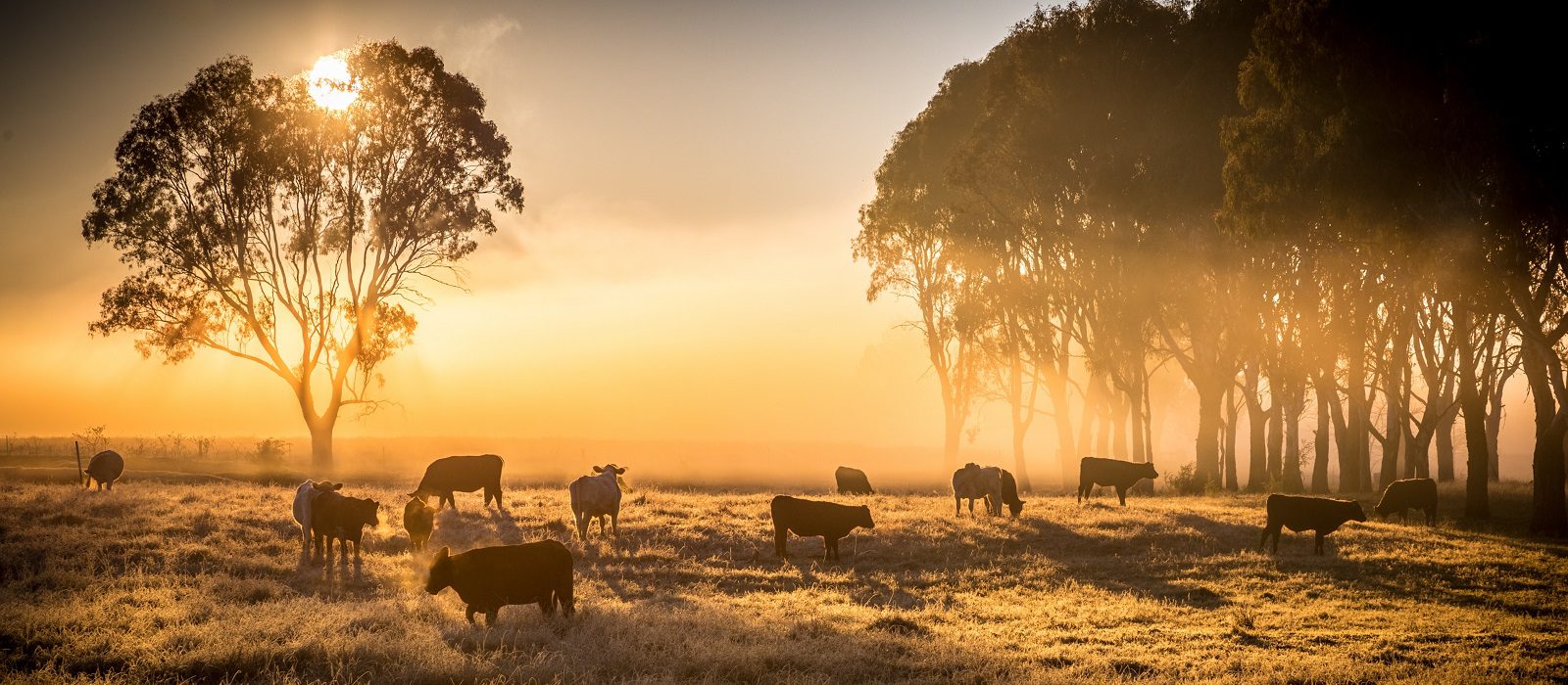 agriculture-farming-australia