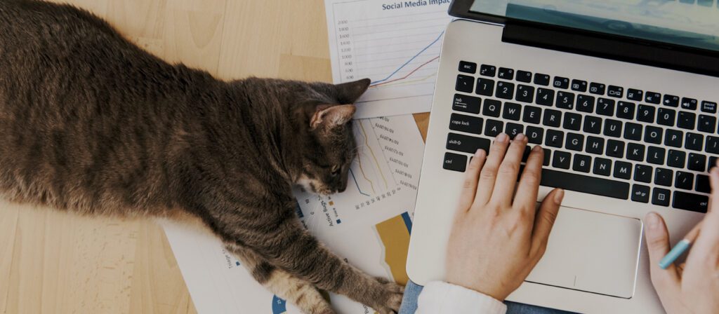 A gray cat lies on top of printed charts and graphs, next to a person typing on a laptop keyboard. The person is working at a desk while the cat stretches nearby.