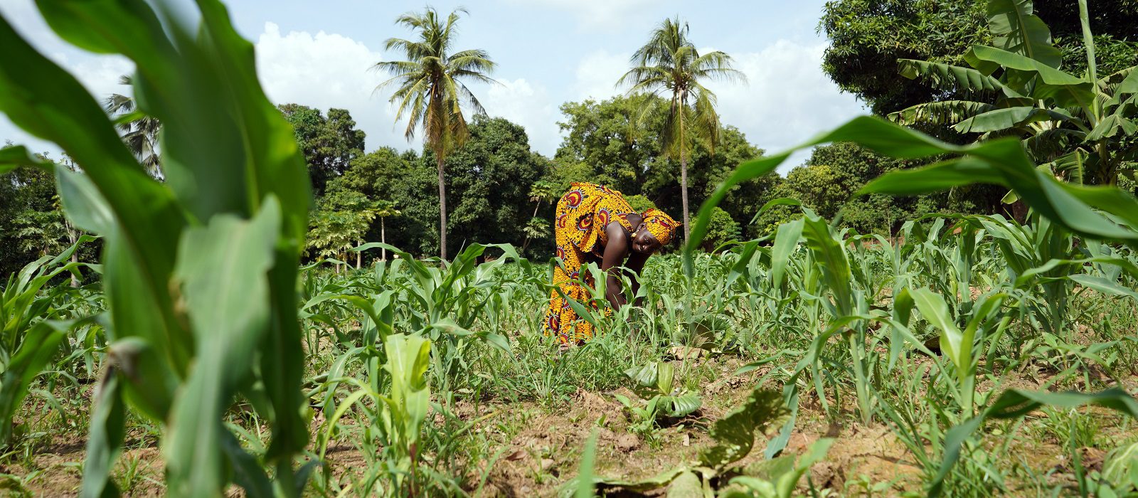 Smiling African Woman Farmer Working In A Weedy Maize Field