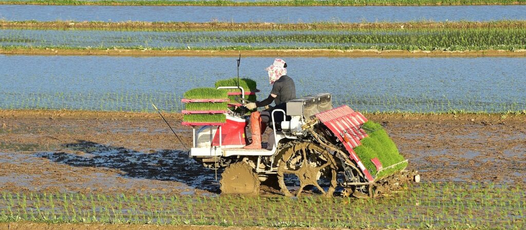 A person operates a rice planting machine in a flooded paddy field, surrounded by rows of young rice plants and water. The person is wearing boots and has their face covered for sun protection.