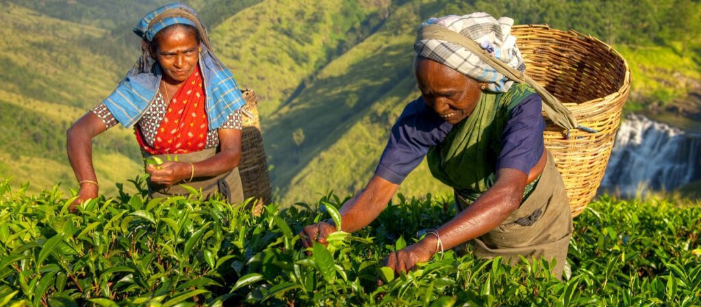 Two women in colorful clothing pick tea leaves in a lush, green tea plantation on a hillside. One carries a large woven basket on her back. A waterfall and mountains are visible in the background.