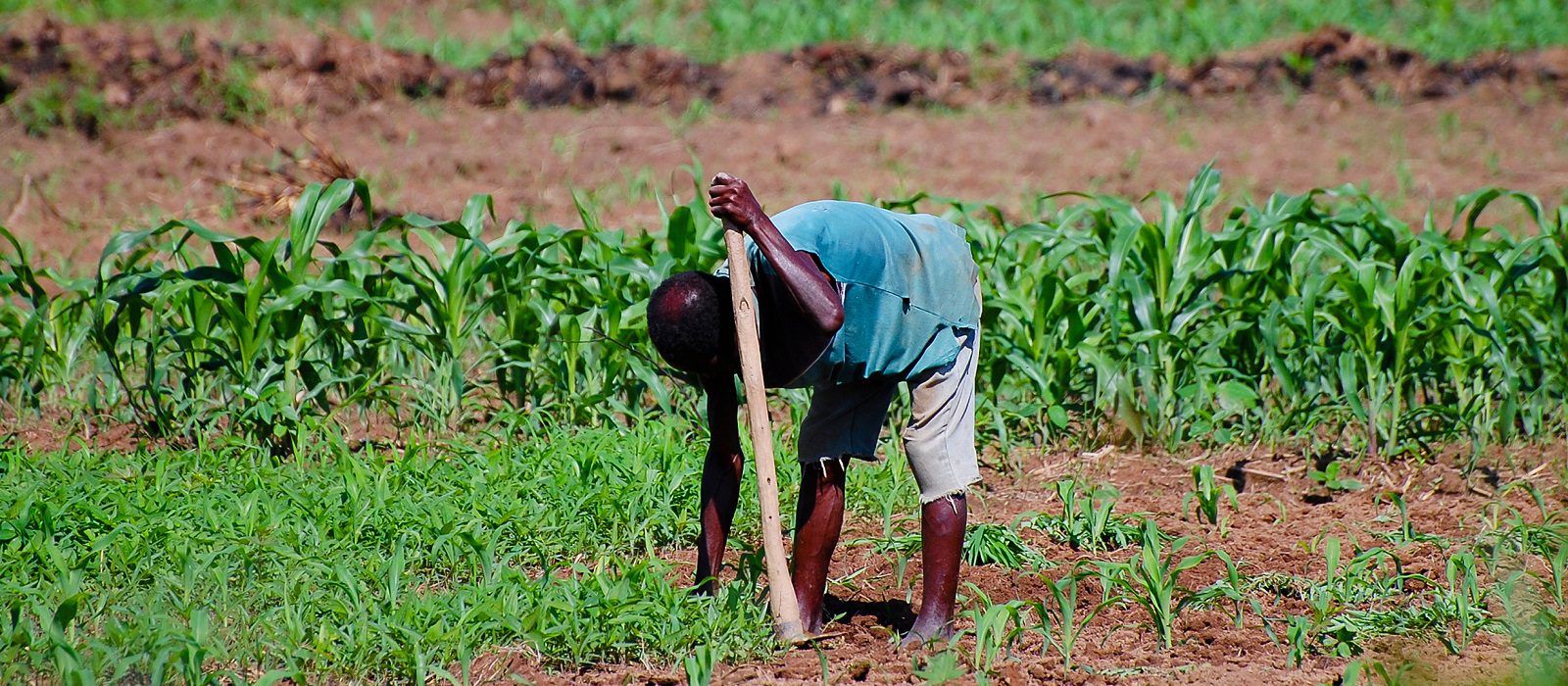 African Farmer - Malawi