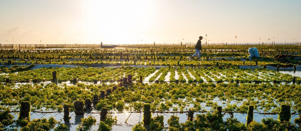 A person walks through rows of green seaweed farms in shallow water at sunset, with the sun low in the sky and another figure seen in the distance amid neatly arranged seaweed beds.