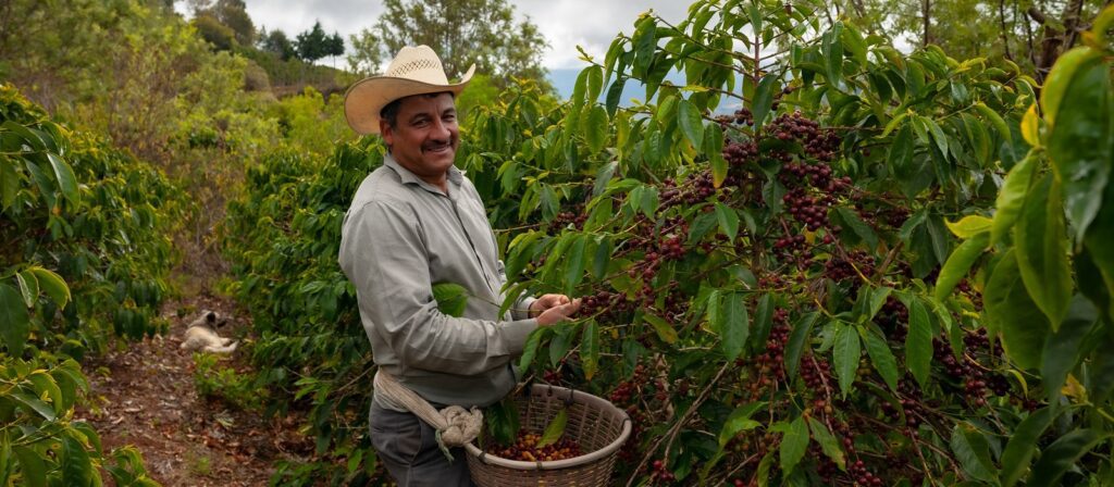 A man in a straw hat smiles while harvesting ripe coffee cherries from a bush, placing them in a basket tied at his waist. He stands among lush green coffee plants, with a dog resting in the background.