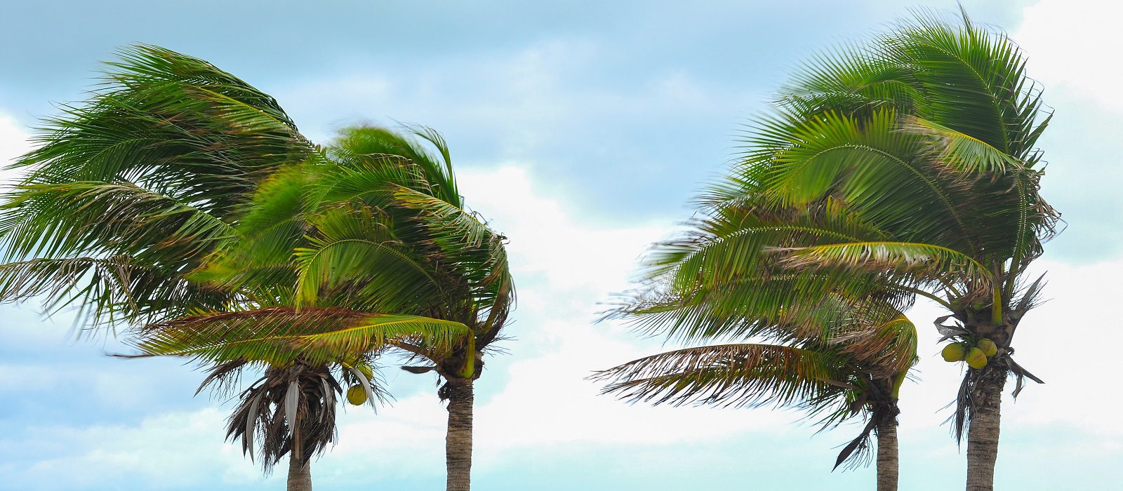 Palm tree at hurrican windstorm. Storng wind make palm leaf heavy blow follow wind direction.