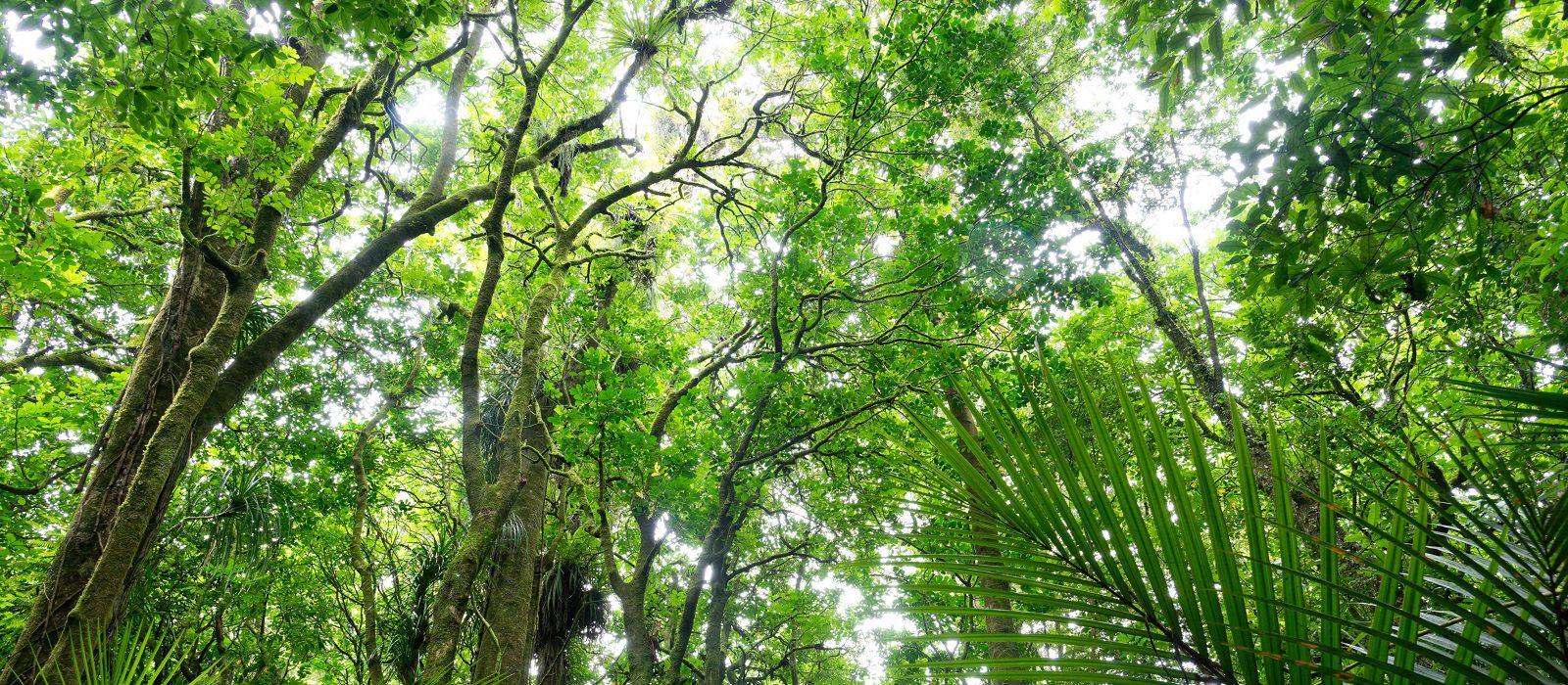Lush green forest in Waikato, North Island, New Zealand