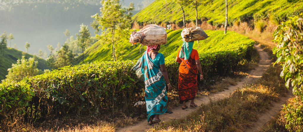 Two women in colorful saris walk along a dirt path through lush green tea plantations, carrying large bundles wrapped in cloth on their heads under the morning sunlight.