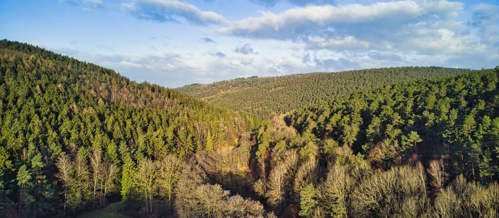 A scenic aerial view of a dense forest covering rolling hills under a partly cloudy sky, with a mix of evergreen and leafless deciduous trees visible in the landscape.