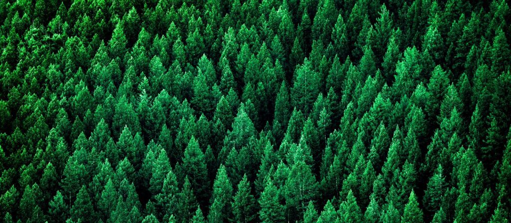 A dense, lush green forest seen from above, showing the tops of many closely packed coniferous trees.