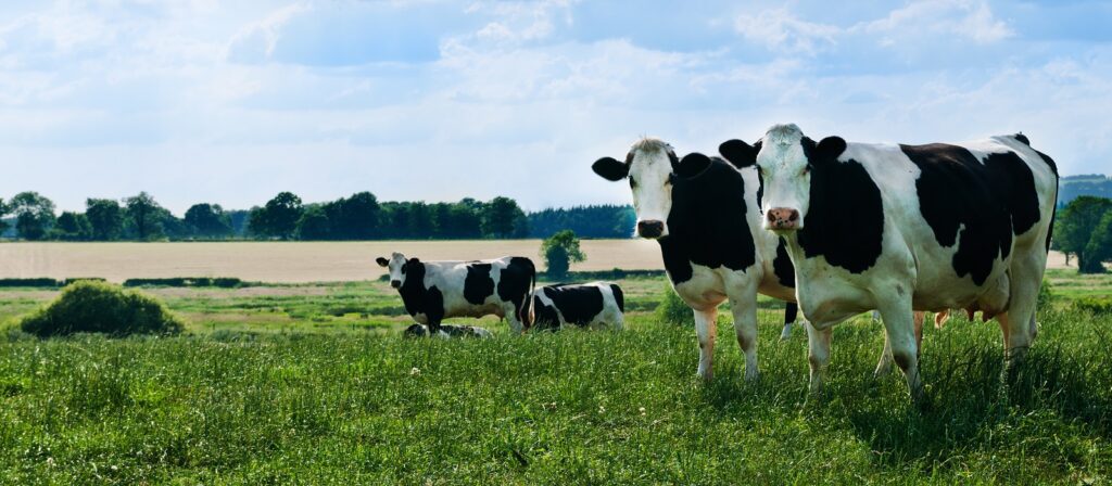 Holstein cows with black and white spots stand and graze in a green, grassy field under a blue sky with clouds. Trees and open farmland are visible in the background.