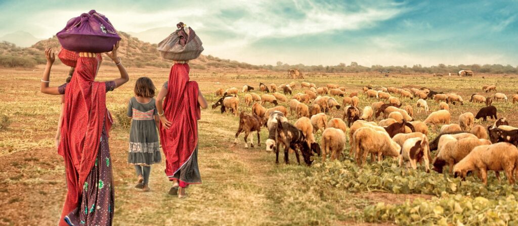 Two women in red traditional attire and a young girl walk through a field, with the women carrying bundles on their heads. A large herd of sheep and goats grazes nearby under a bright, partly cloudy sky.