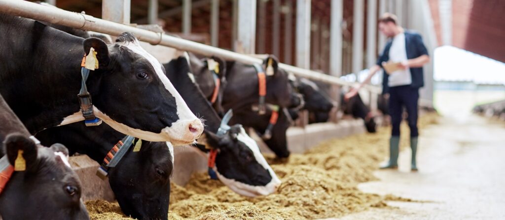 Several black and white cows are eating hay in a barn. A person wearing boots and holding a clipboard stands in the background near the cows.