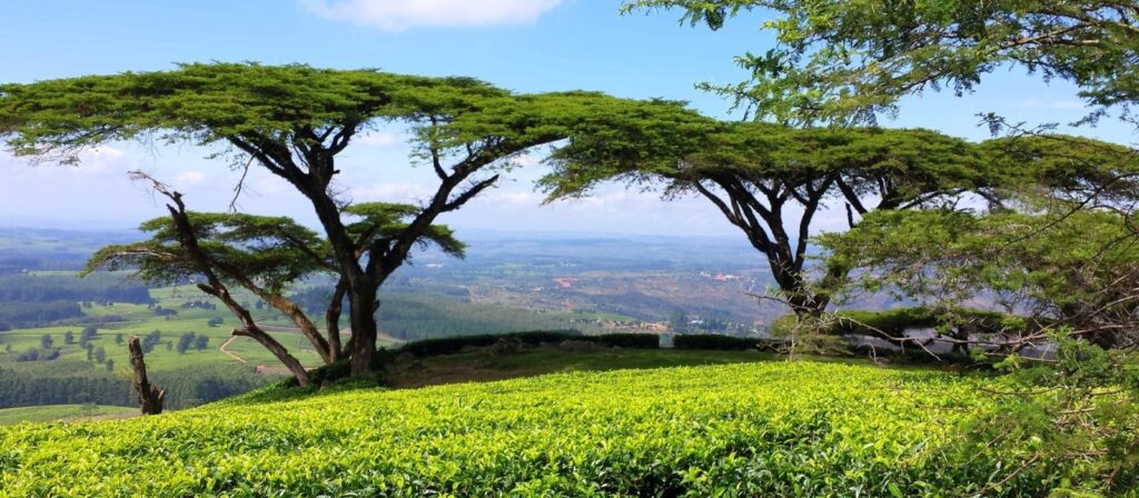 Lush green tea fields in the foreground with tall acacia trees arching overhead. Rolling hills and a blue sky with scattered clouds are visible in the distance.