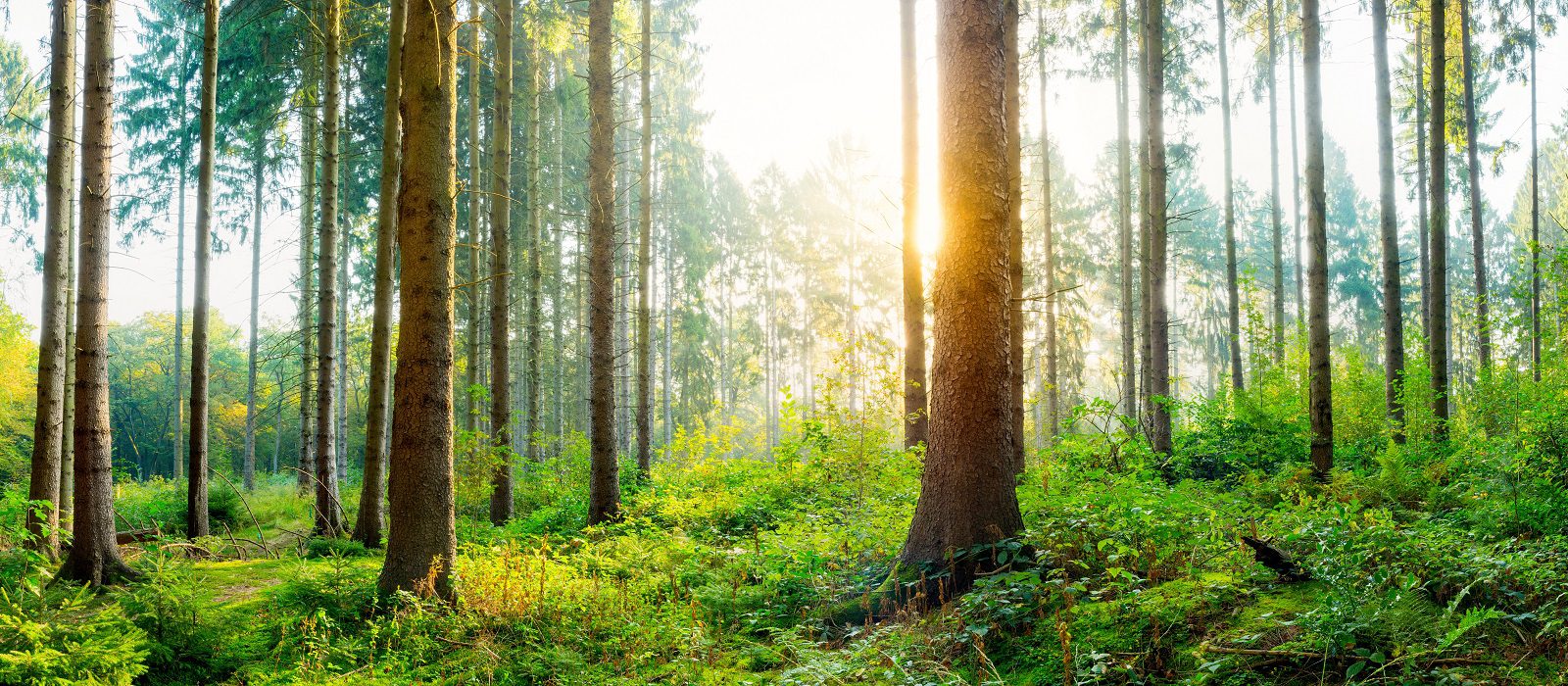 Sunlight filters through tall trees in a lush, green forest. Dense foliage and ferns cover the ground, creating a vibrant and peaceful natural scene.
