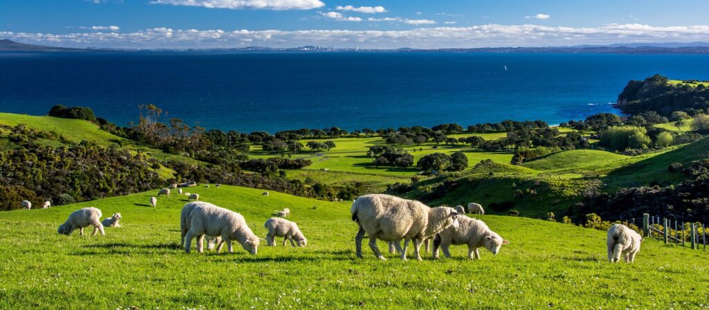 A group of sheep graze on a lush green hillside overlooking the deep blue sea, with rolling hills, scattered trees, and a distant coastline under a partly cloudy sky.