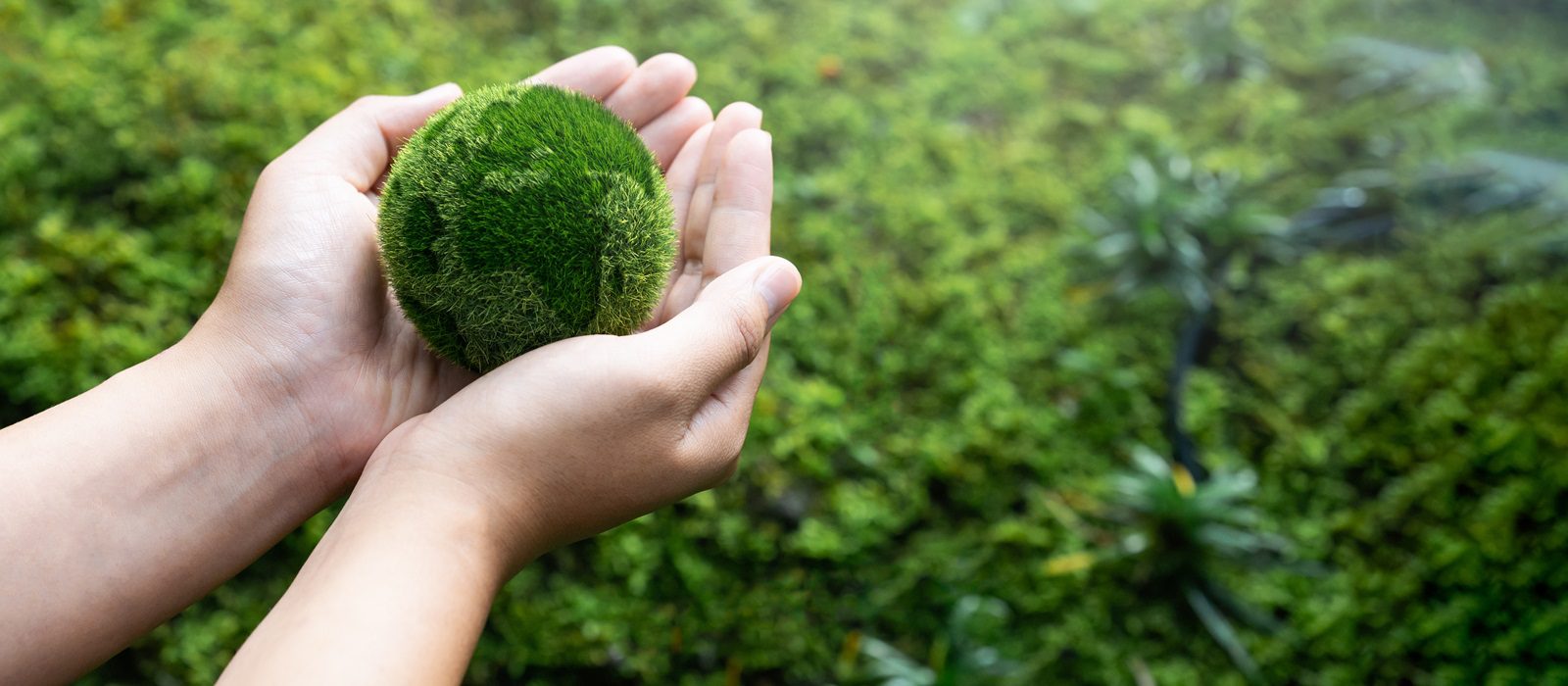 A person gently holds a round ball of green moss in their hands, with a blurred, lush green background of foliage and plants.