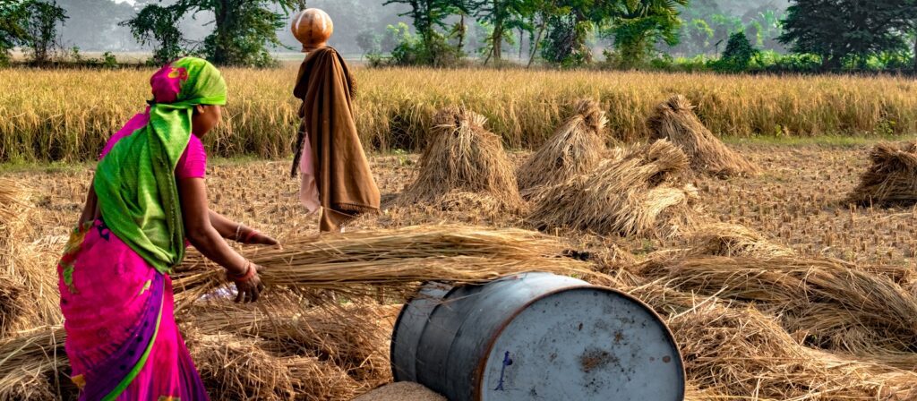A woman in a vibrant sari threshes harvested grain in a field, with piles of straw around her and a barrel nearby. Another person stands in the background carrying a bundle on their head. Trees line the fields edge.
