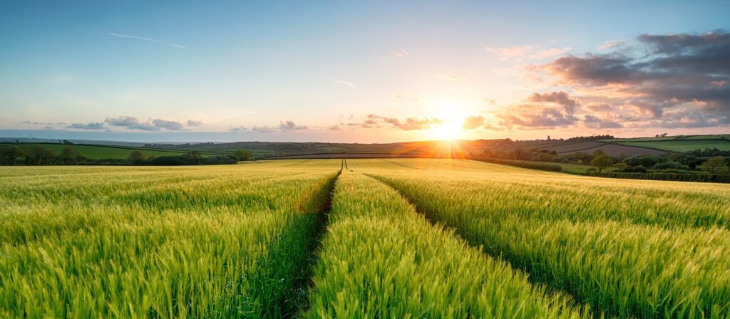 Sunset over a lush green field with rows of tall grass, gently rolling hills in the distance, and a partly cloudy sky with warm sunlight shining on the landscape.