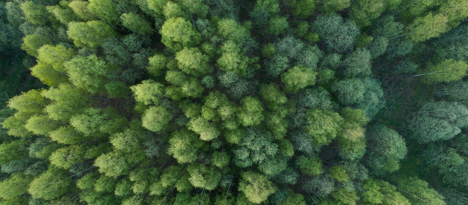 Aerial view of a dense forest with green, leafy trees forming a lush canopy. The treetops create a textured, vibrant pattern across the landscape.