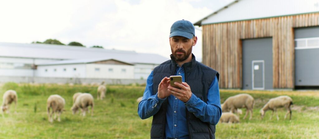 A man wearing a blue cap and vest uses a smartphone while standing in a grassy field with sheep grazing behind him. There are wooden and metal barn buildings in the background.