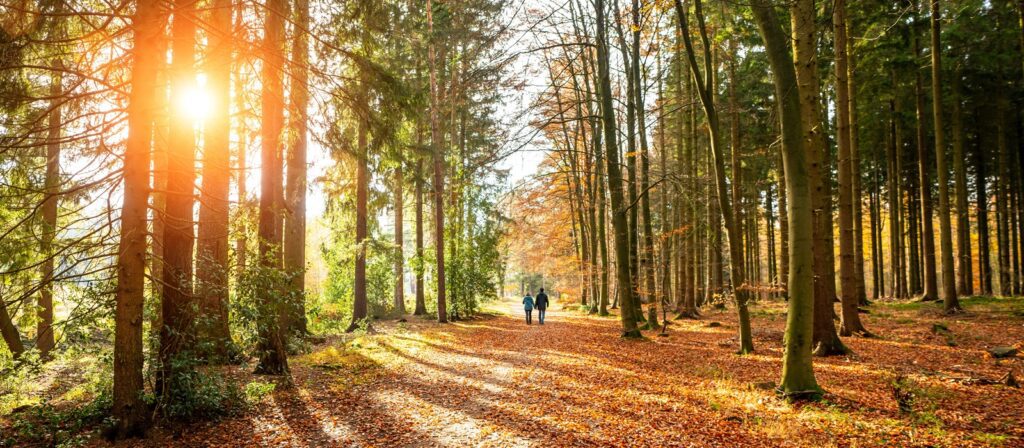 Two people walk hand in hand along a sunlit forest path covered in autumn leaves, with tall trees on both sides and sunlight streaming through the branches.