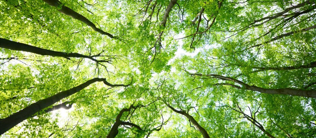 Looking up at a canopy of tall trees with bright green leaves, sunlight filtering through the branches, creating a vibrant and serene forest scene.