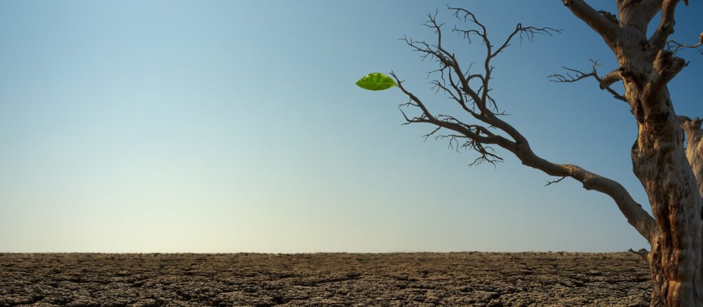 A dry, leafless tree stands on cracked, barren ground under a clear blue sky, with a single green leaf growing on one branch, symbolizing hope amid desolation.