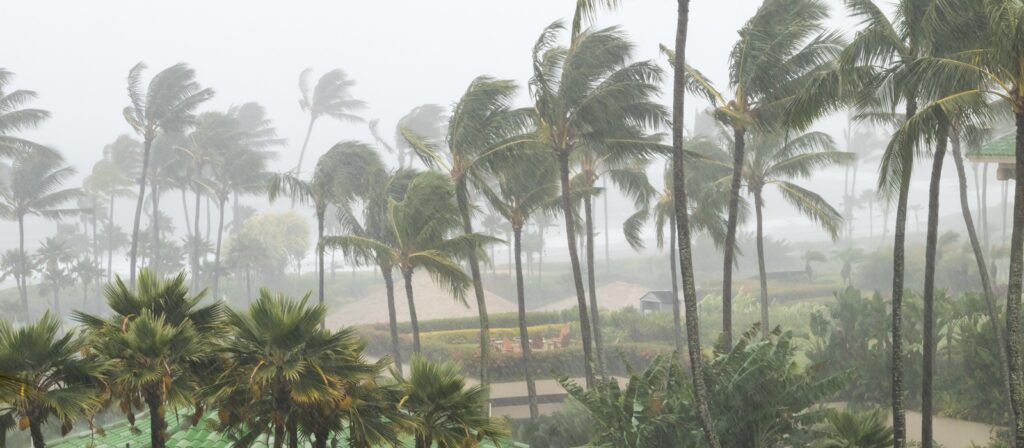 Tall palm trees bend in strong winds and heavy rain, with hazy visibility and blurred background, suggesting the scene is during a tropical storm or hurricane near a coastline.
