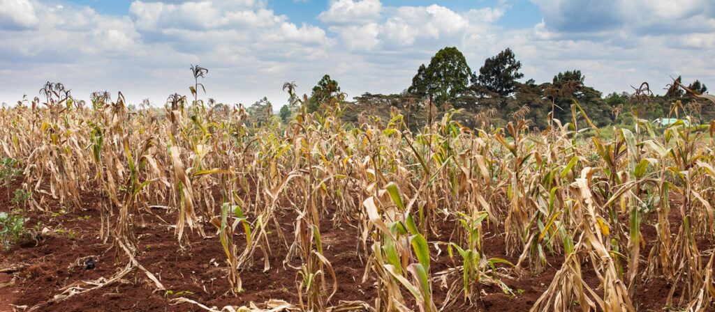 A dry cornfield with withered, yellowing stalks under a partly cloudy sky, indicating drought conditions; trees and greenery are seen in the background.