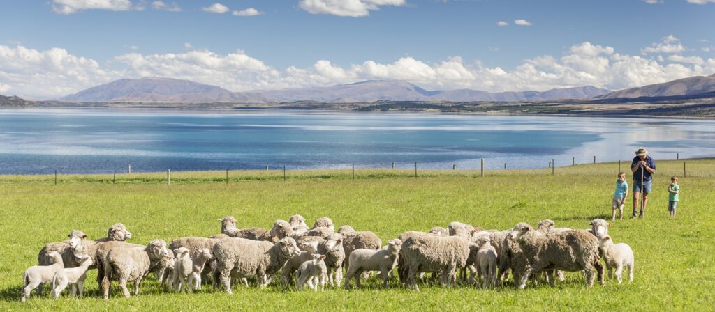 A flock of sheep and lambs graze on green grass near a lake, with mountains in the background. An adult and two children stand to the right, looking at the sheep under a bright, partly cloudy sky.