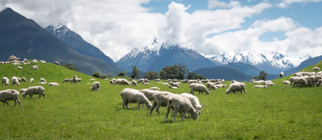 A large flock of sheep grazes on a green grassy field with snow-capped mountains and a partly cloudy sky in the background.