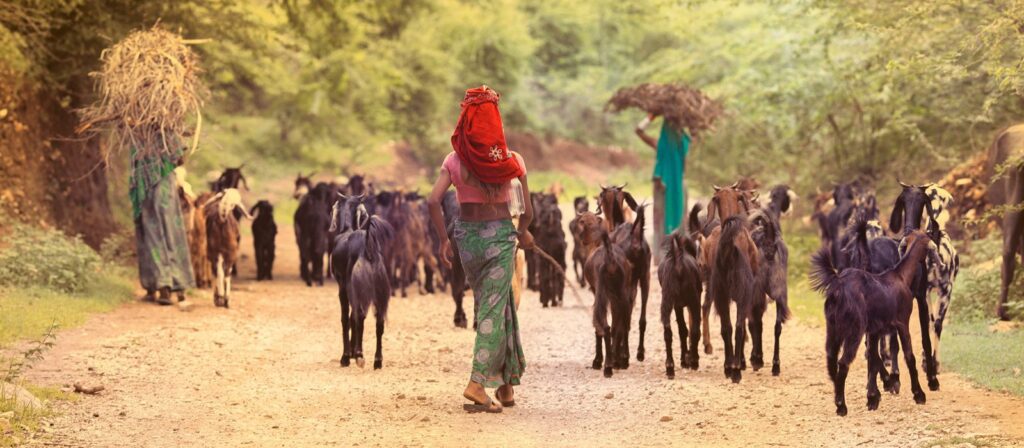 Women in colorful clothing walk along a dirt path, herding a large group of goats. Two women carry bundles of branches on their heads, and the scene is surrounded by green foliage.