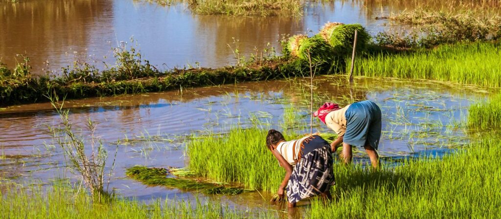 Two people standing in a flooded rice field, bending over as they work with green rice plants under bright sunlight, with water and grass visible in the background.