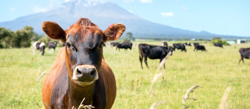 A brown cow stands in the foreground of a grassy field with several black and white cows grazing in the background; a snow-capped mountain is visible under a blue sky.