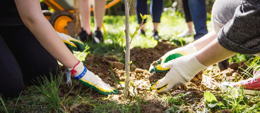 Several people wearing gardening gloves are planting a small tree outdoors in a grassy area, working together to add soil around the base of the young tree.