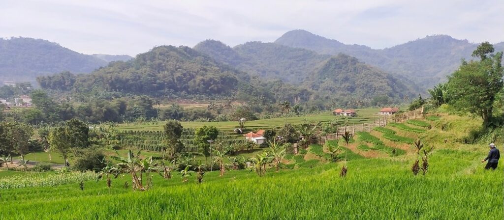 A lush green rice field with scattered banana trees, small houses with red roofs, and tree-covered hills in the background under a cloudy sky. A person wearing a hat walks on the right side of the image.